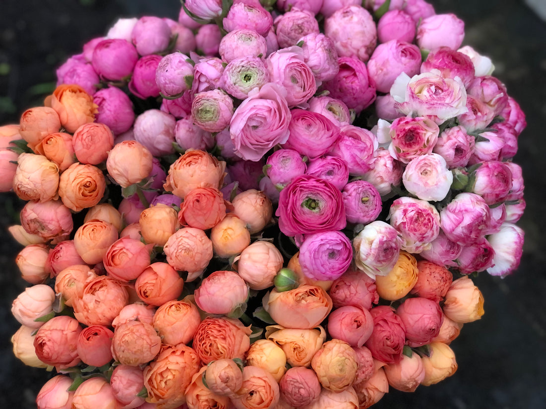 How to Grow Anemones and Ranunculus Corms
