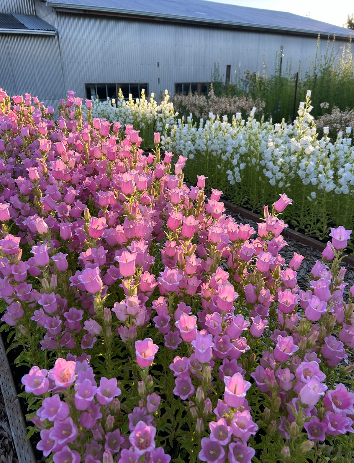 Campanula - Champion II Pink