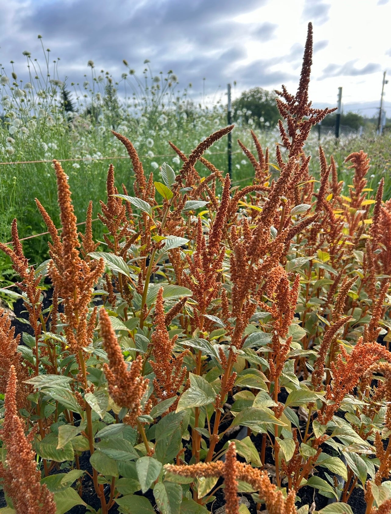 Amaranth - Hot Biscuits