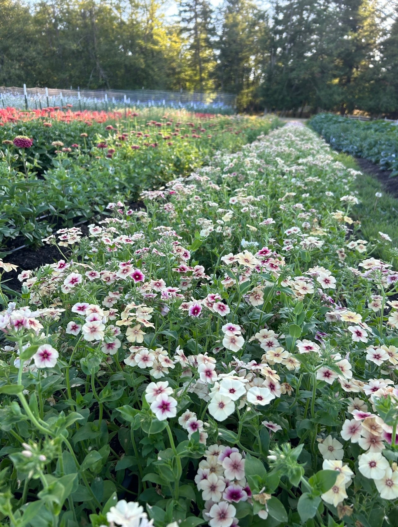 Phlox - Cherry Caramel