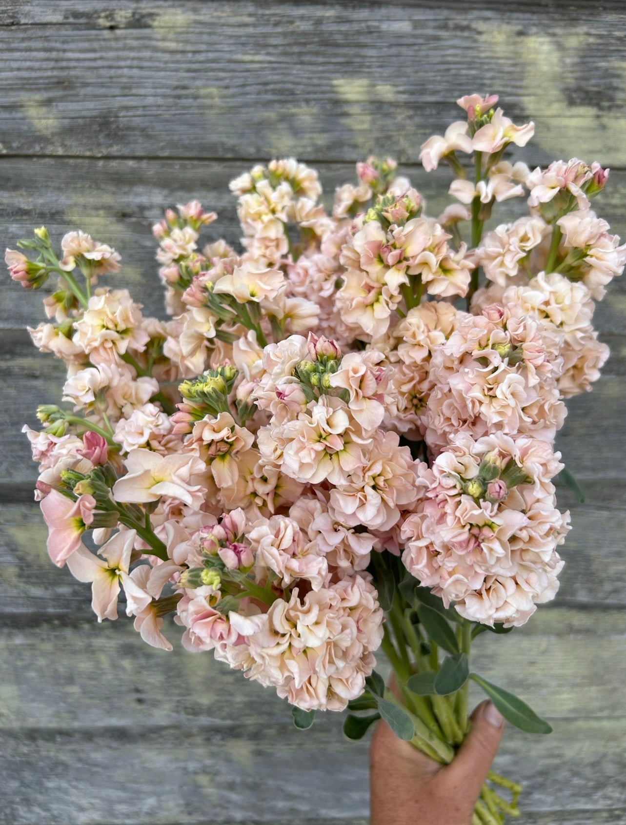 Stock - Iron Apricot – The Farmhouse Flower Farm