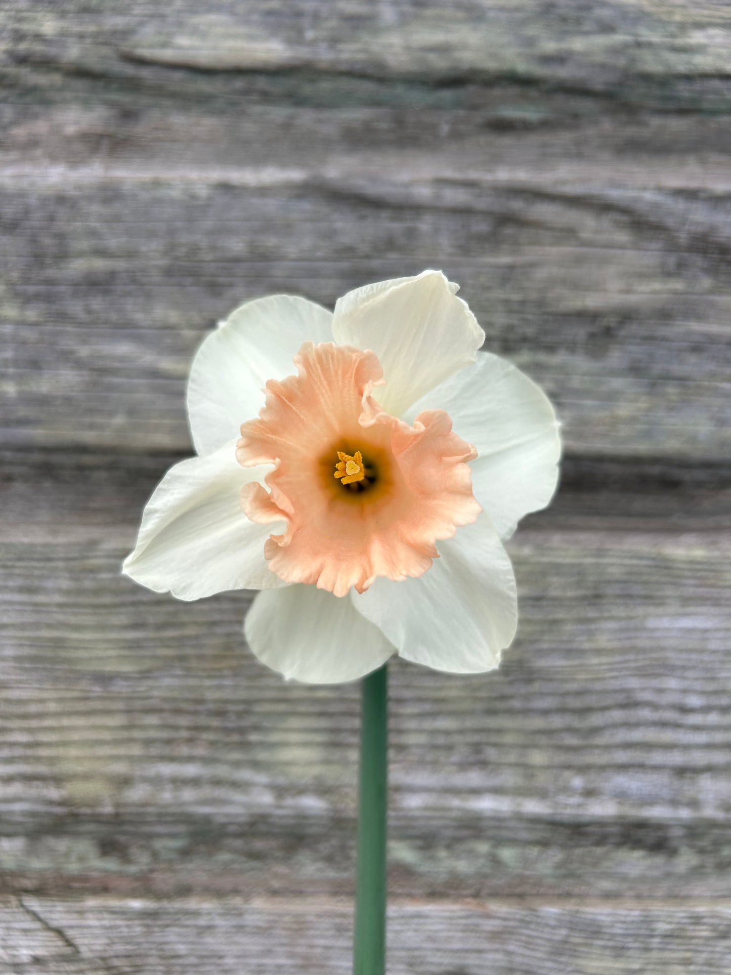 Daffodil - Sweetest Dream