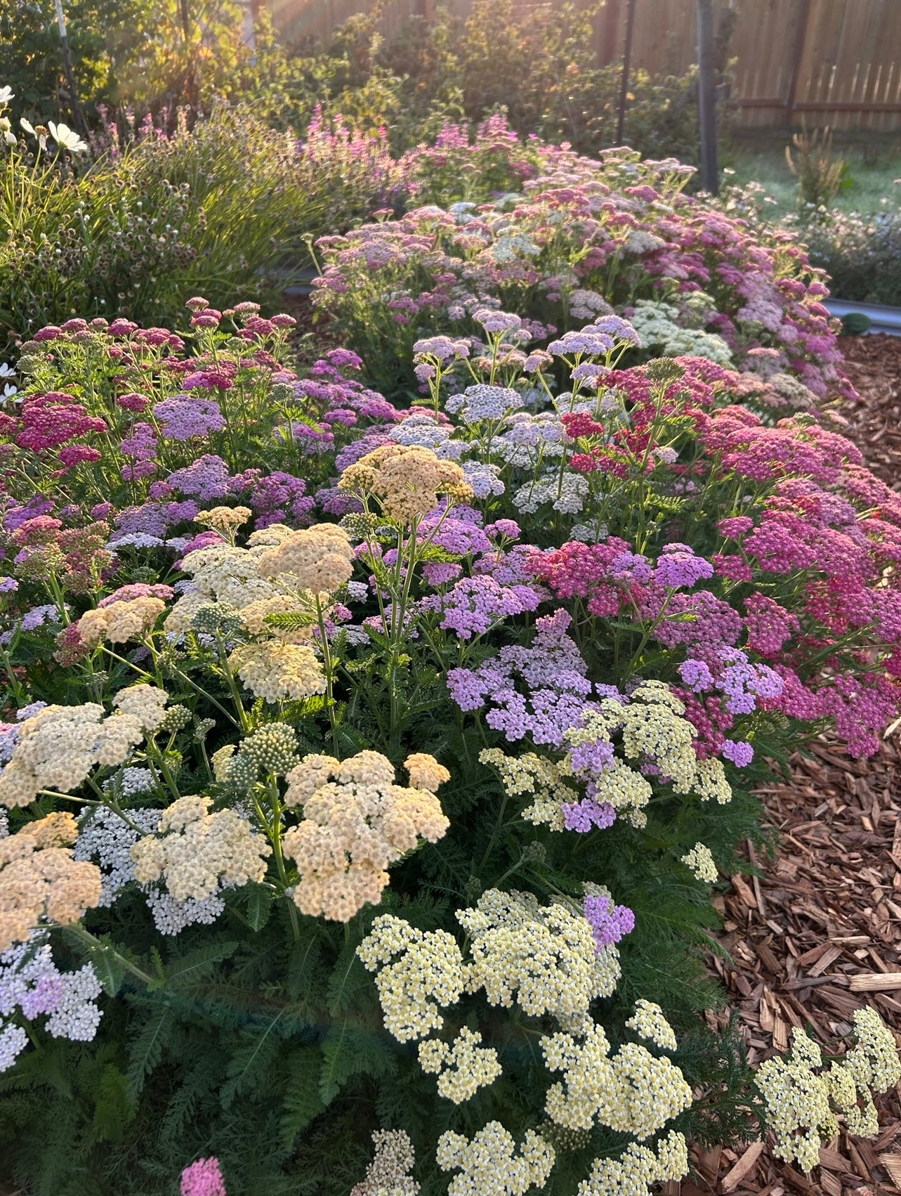 Yarrow - Summer Pastels
