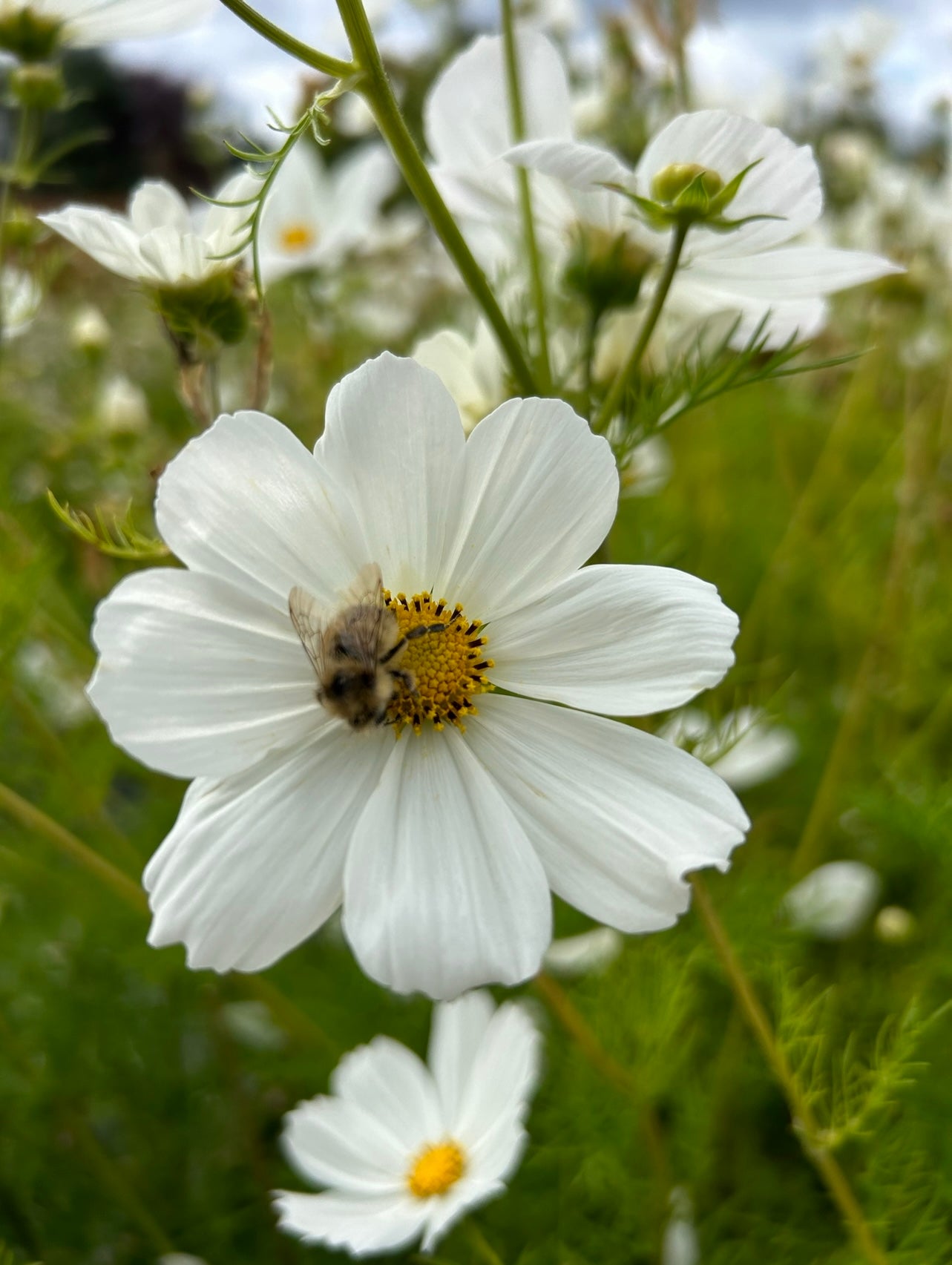 Cosmos - Afternoon White