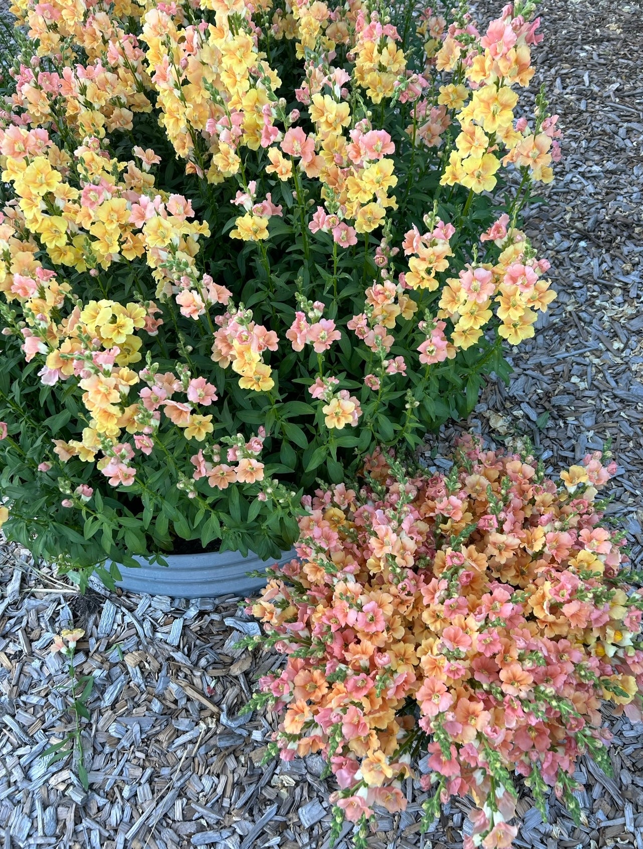 Snapdragon - Chantilly Light Salmon