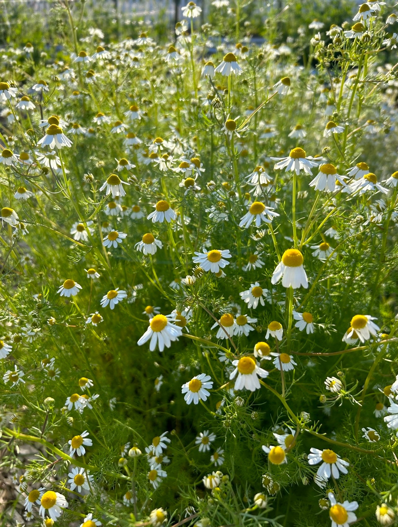 Chamomile