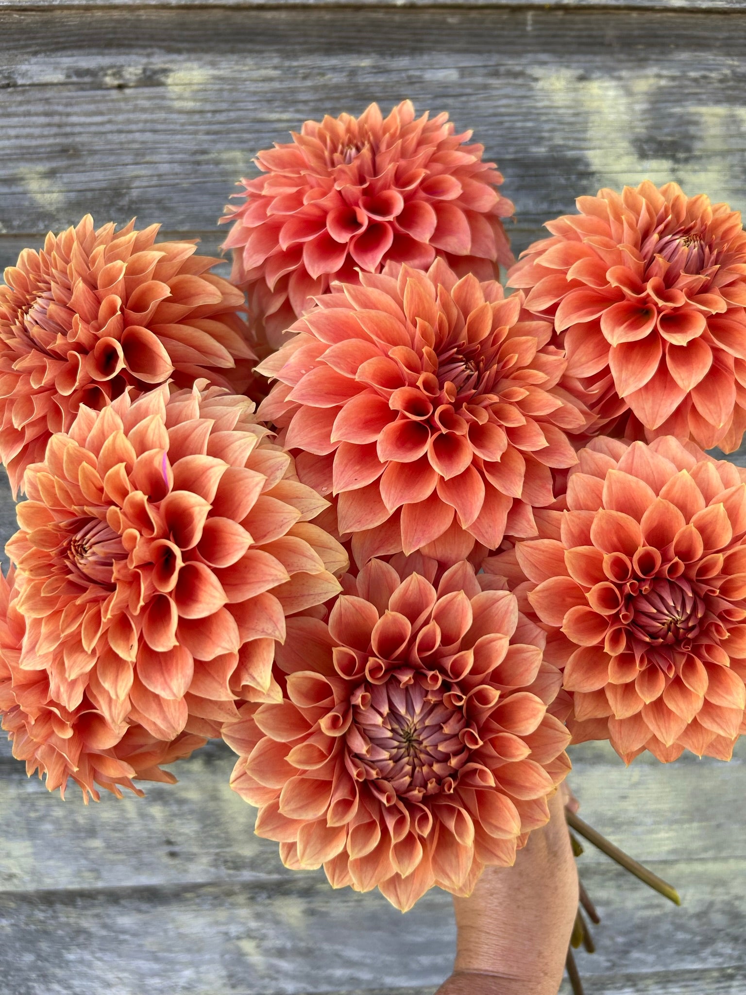 Hy Patti – The Farmhouse Flower Farm