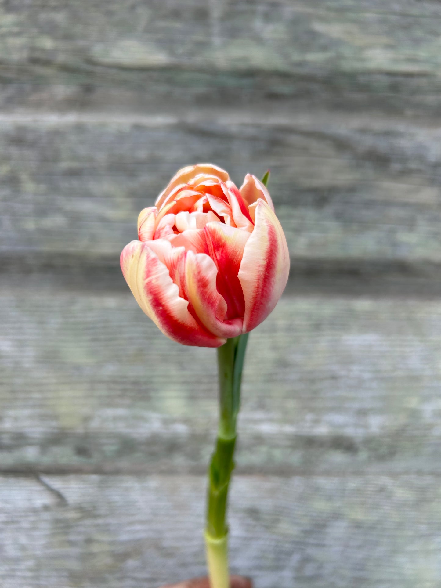 Tulip - Bed of Roses