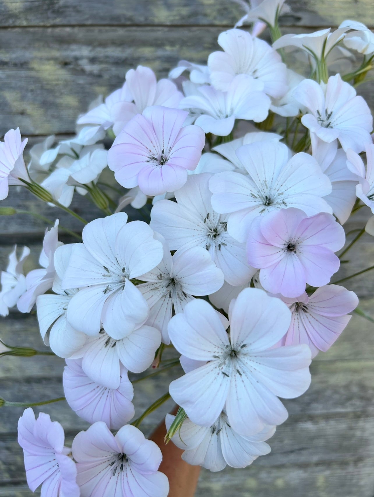 Agrostemma - Dawn Creek Blush – The Farmhouse Flower Farm