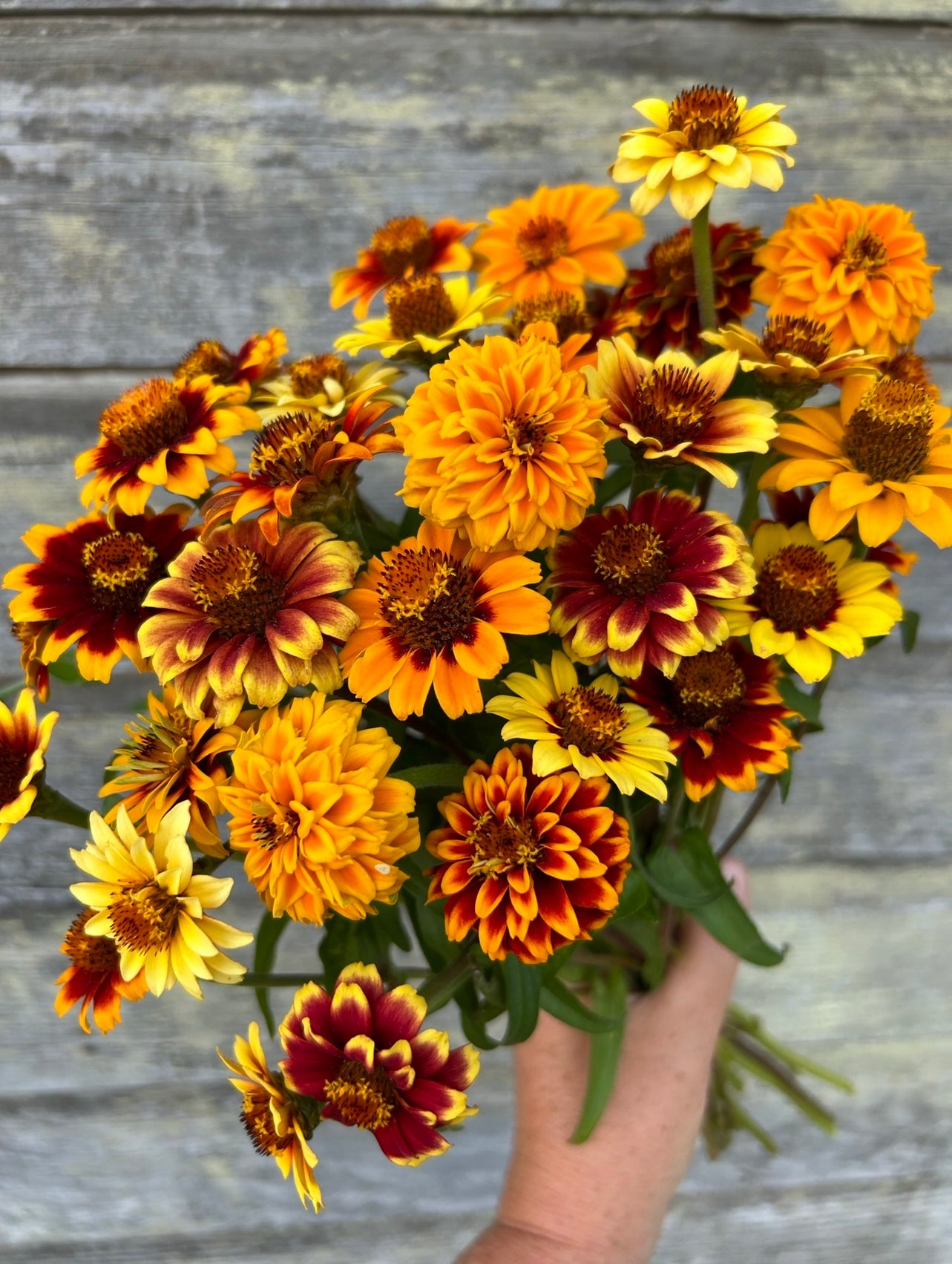 zinnia potting mix Zinnia