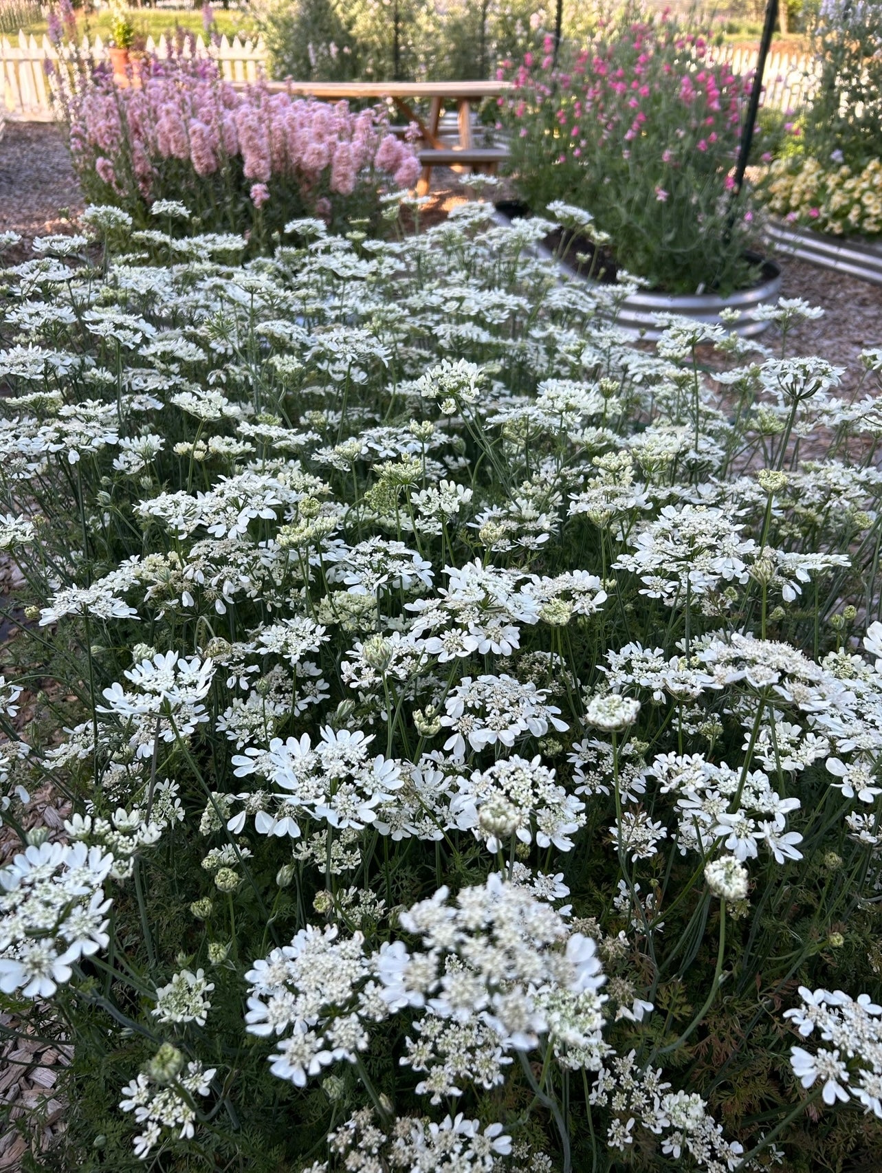 Phlox - Creme Brulee