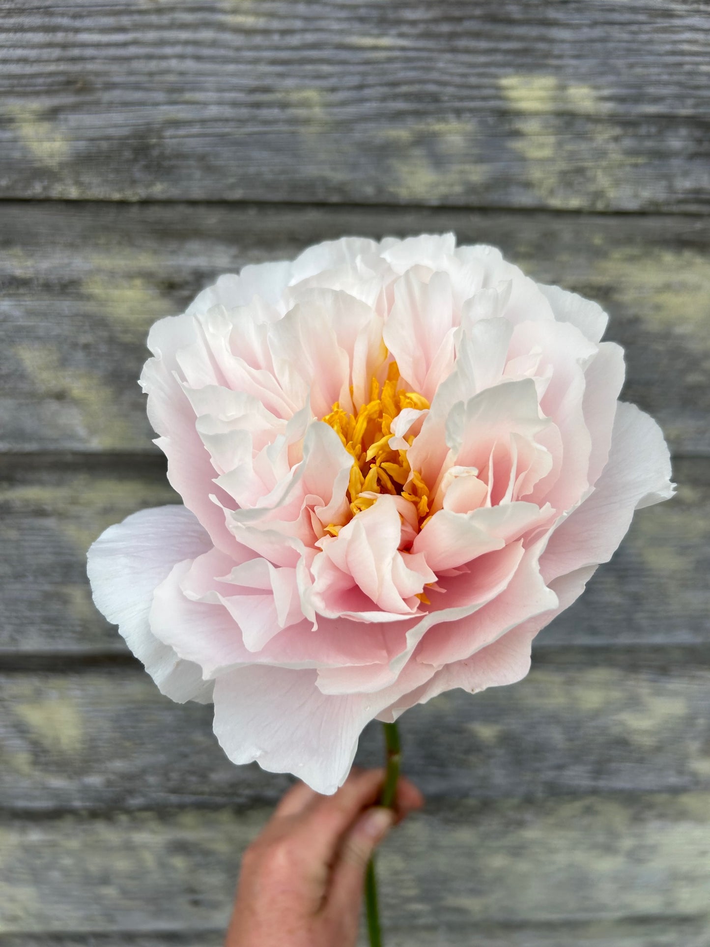 Peony - Blushing Princess