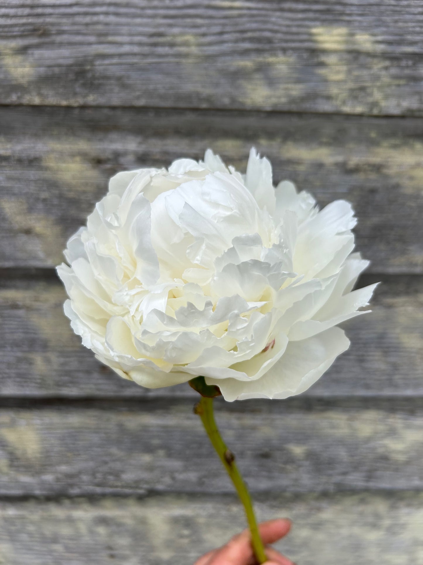 Peony - Bowl of Cream