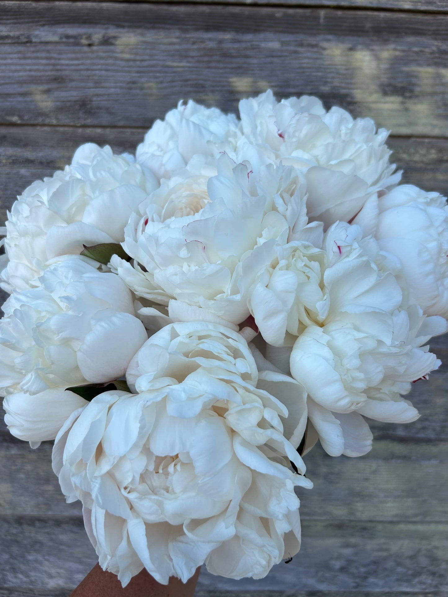 Peony - Carl G Klehm