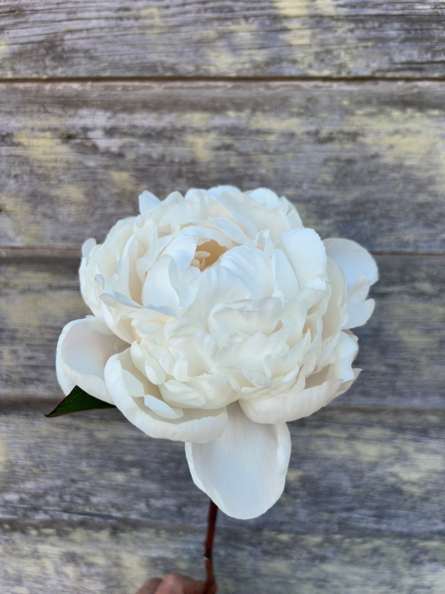 Peony - Carl G Klehm