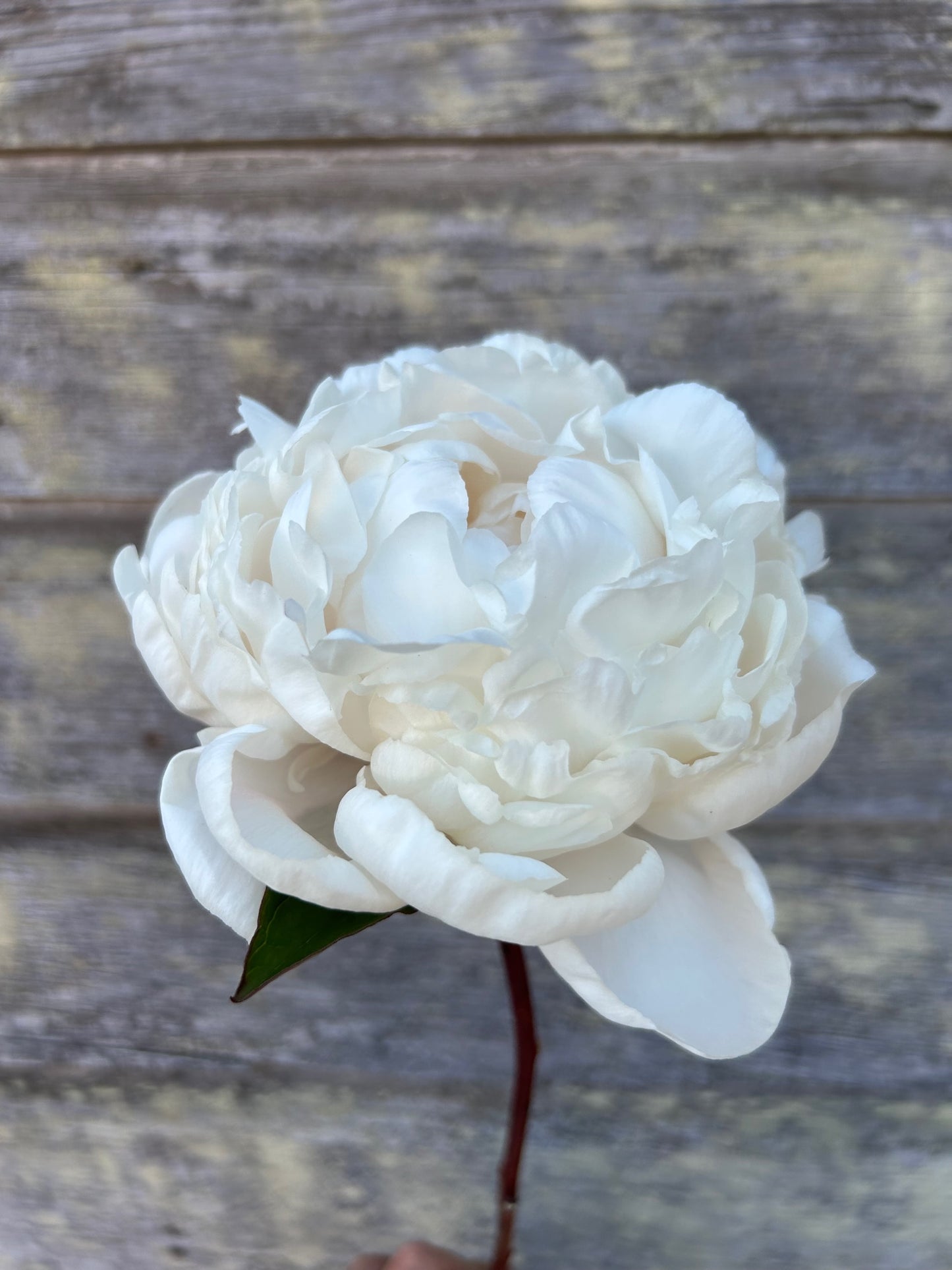 Peony - Carl G Klehm