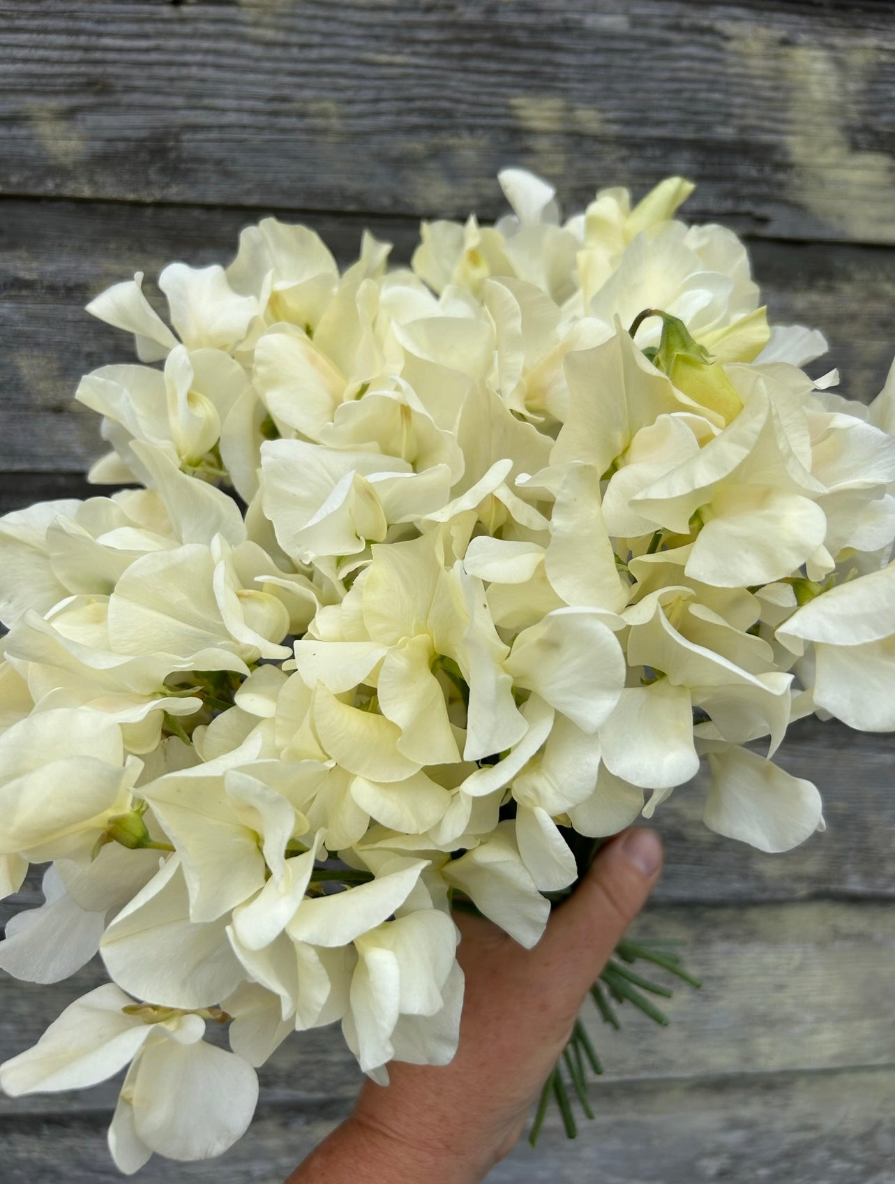 メイフラワーカンパニー Sweet Pea - Castle of Mey – The Farmhouse Flower Farm