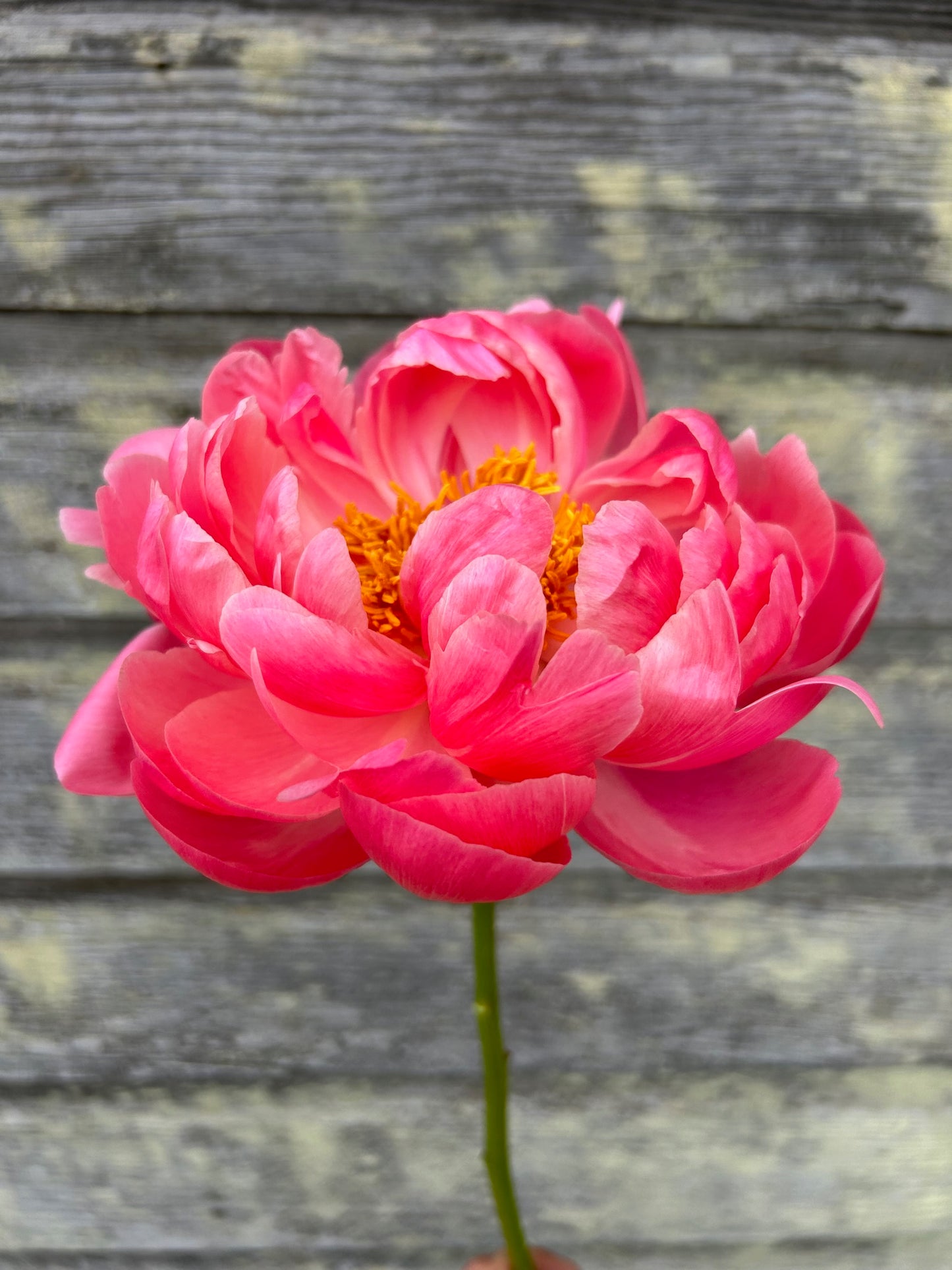 Peony - Coral Charm