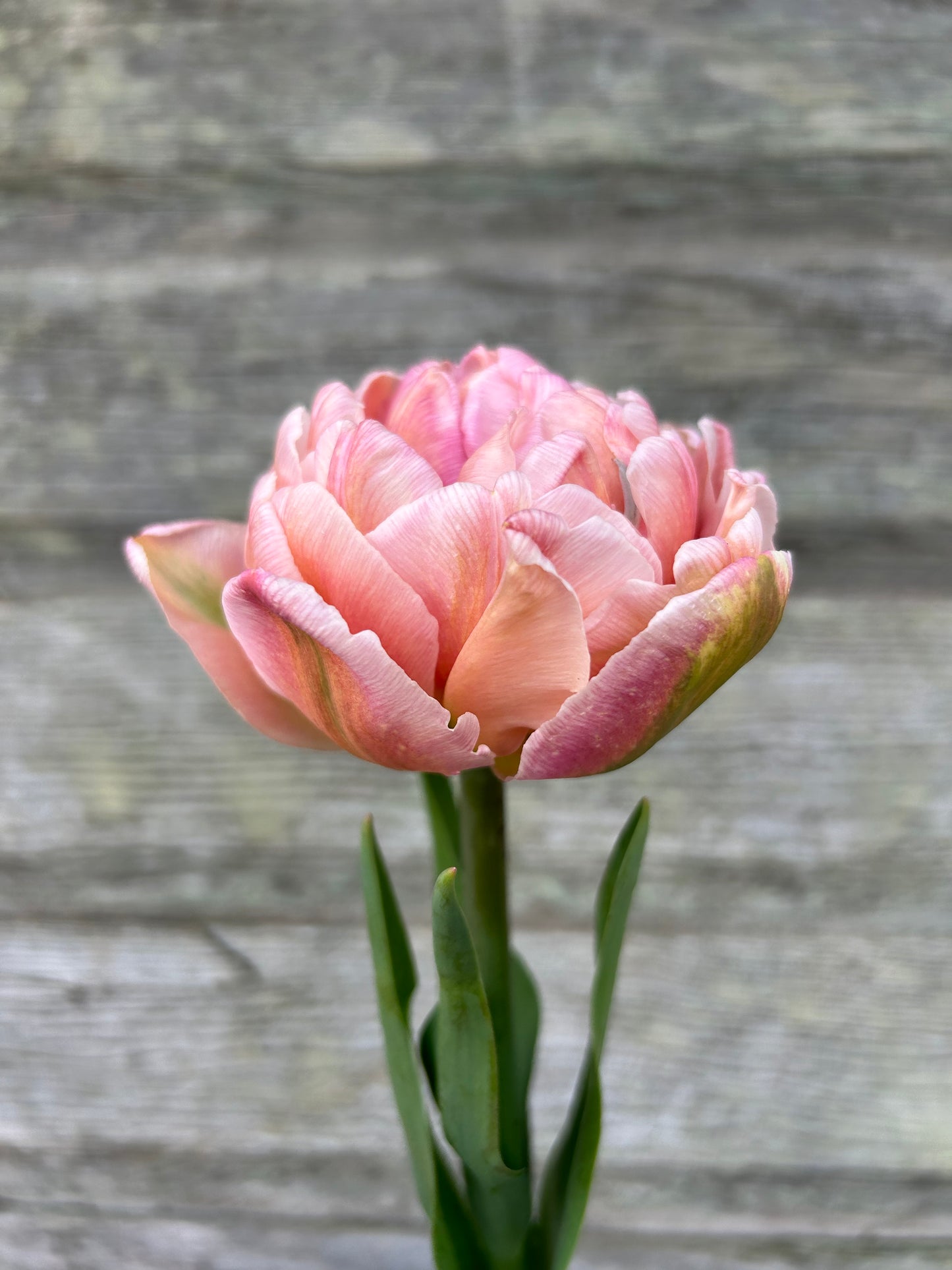 Tulip - Pink Mist