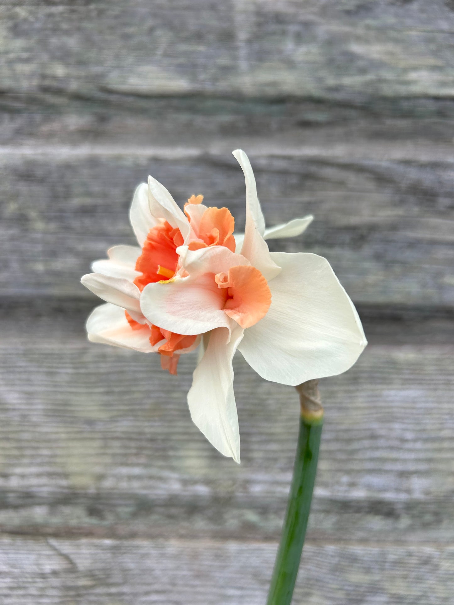 Daffodil - Candy Princess