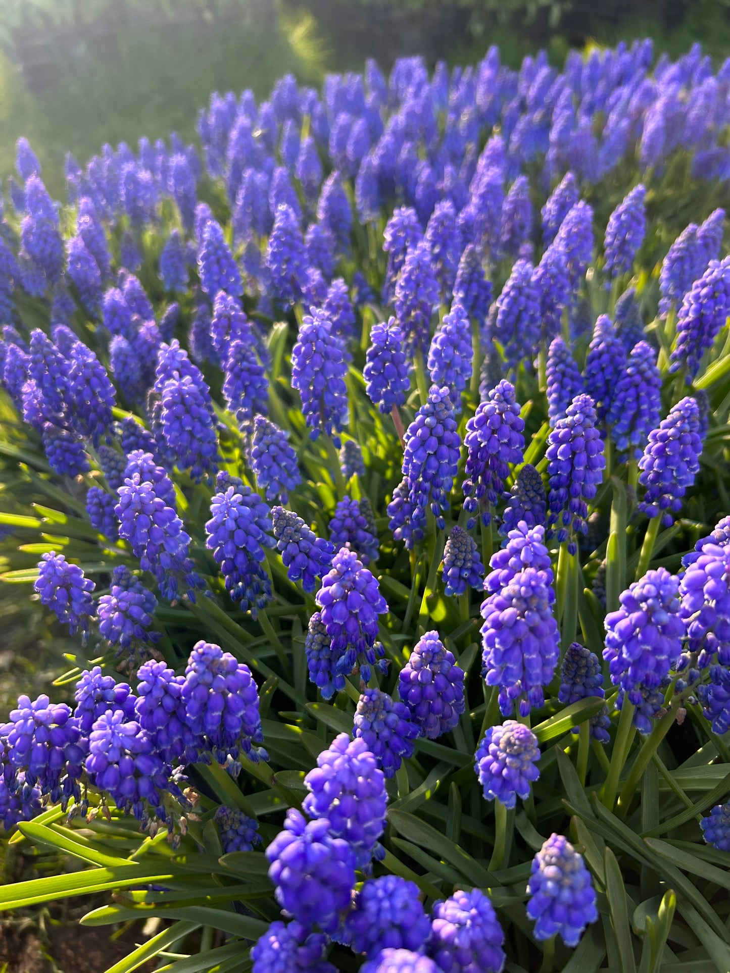 Muscari - Grape Hyacinth