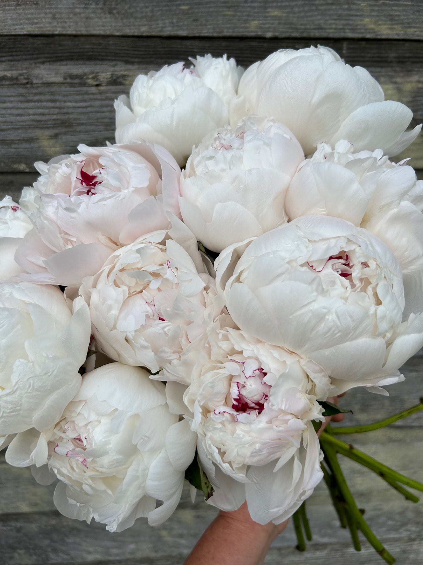Peony - Festiva Maxima