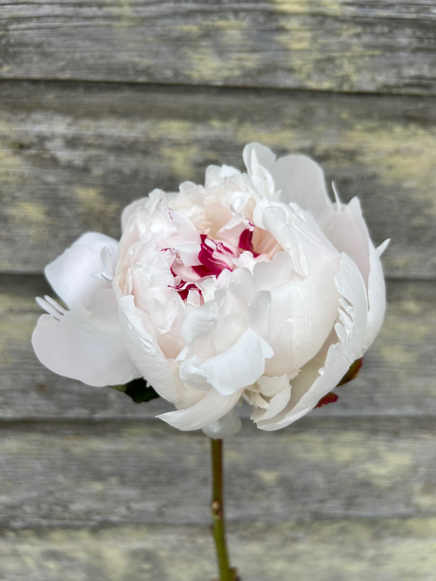 Peony - Festiva Maxima