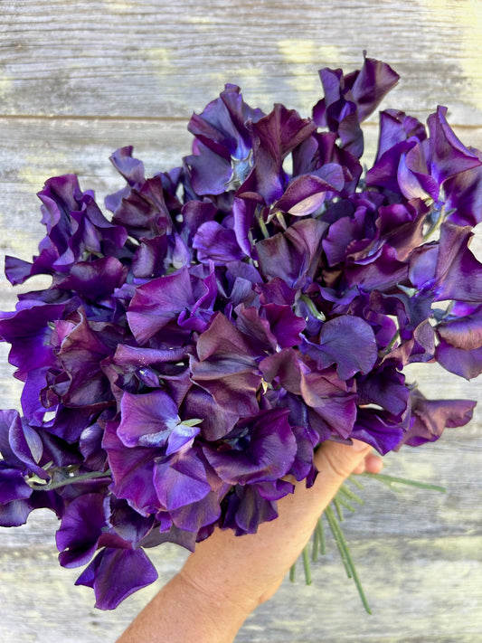 Sweet Pea - Joyce Stanton