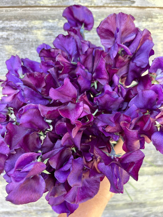 Sweet Pea - Welcome to Yorkshire