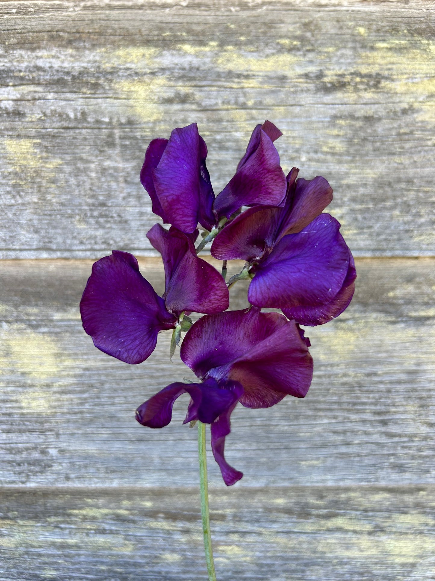 Sweet Pea - Welcome to Yorkshire
