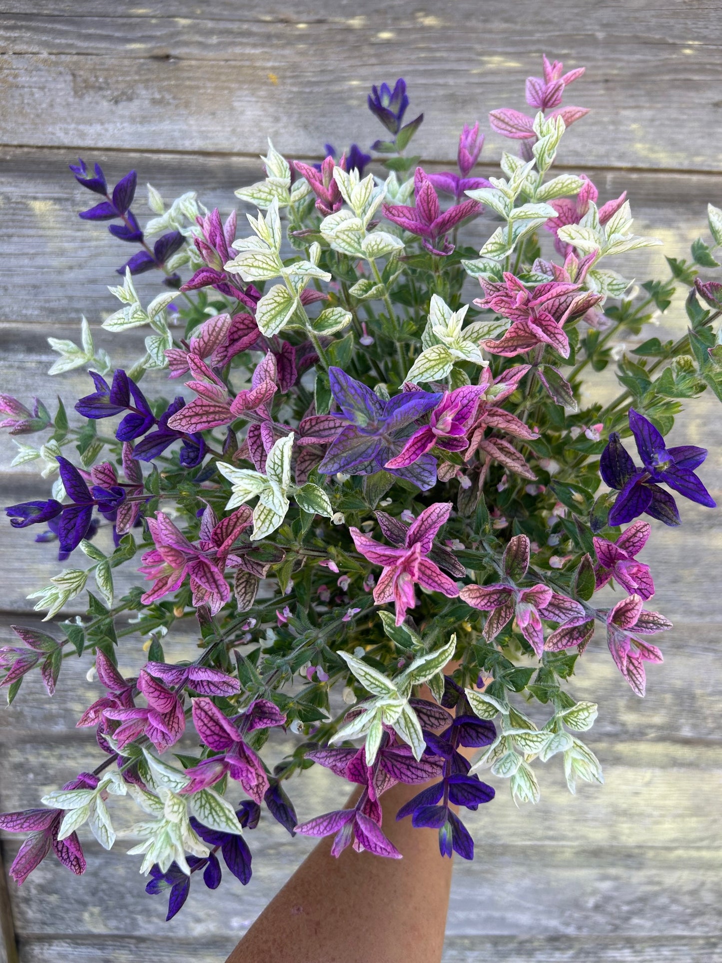 Clary Sage - Mix