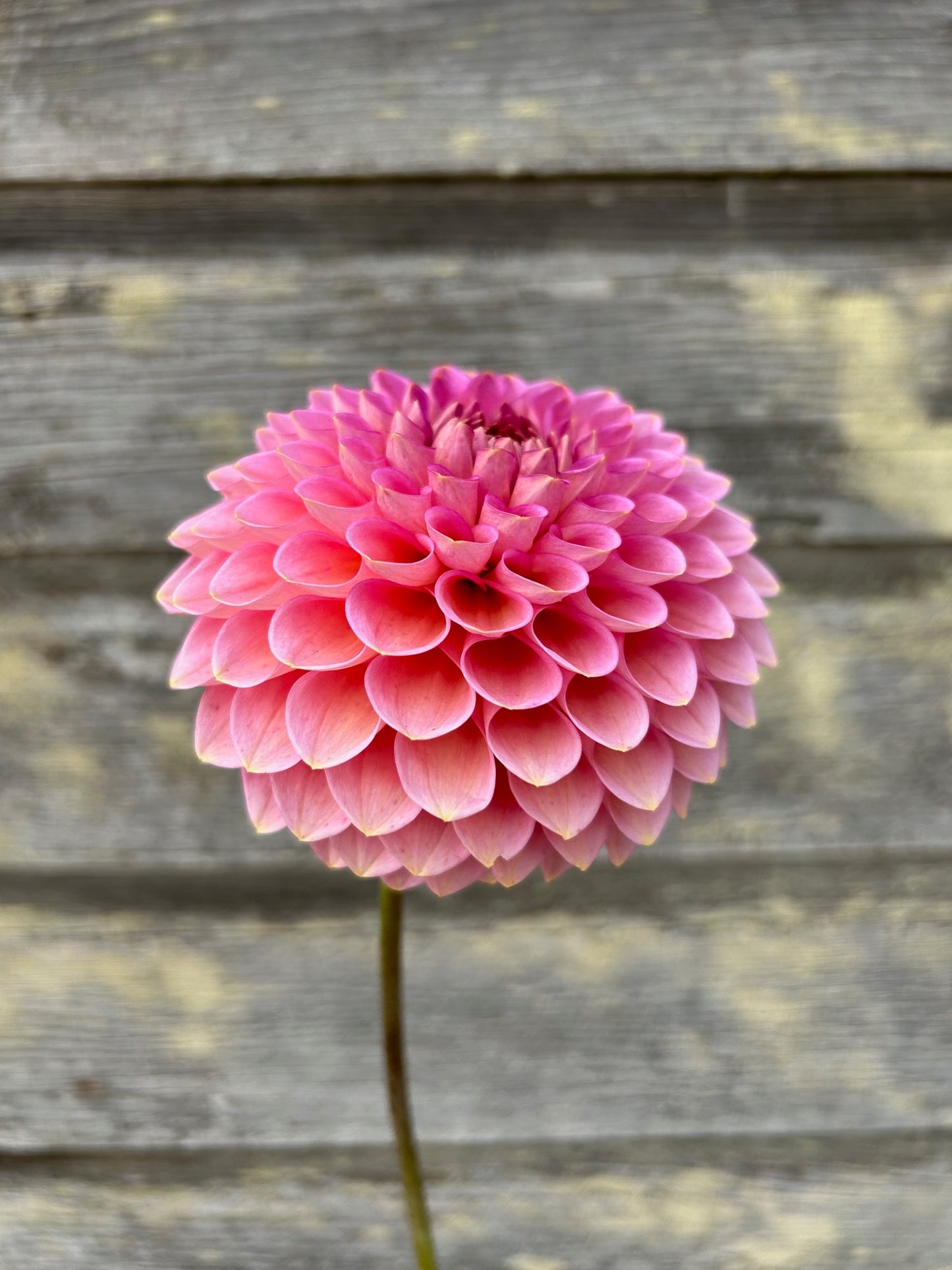 Westerton Pearl - LIMIT 1