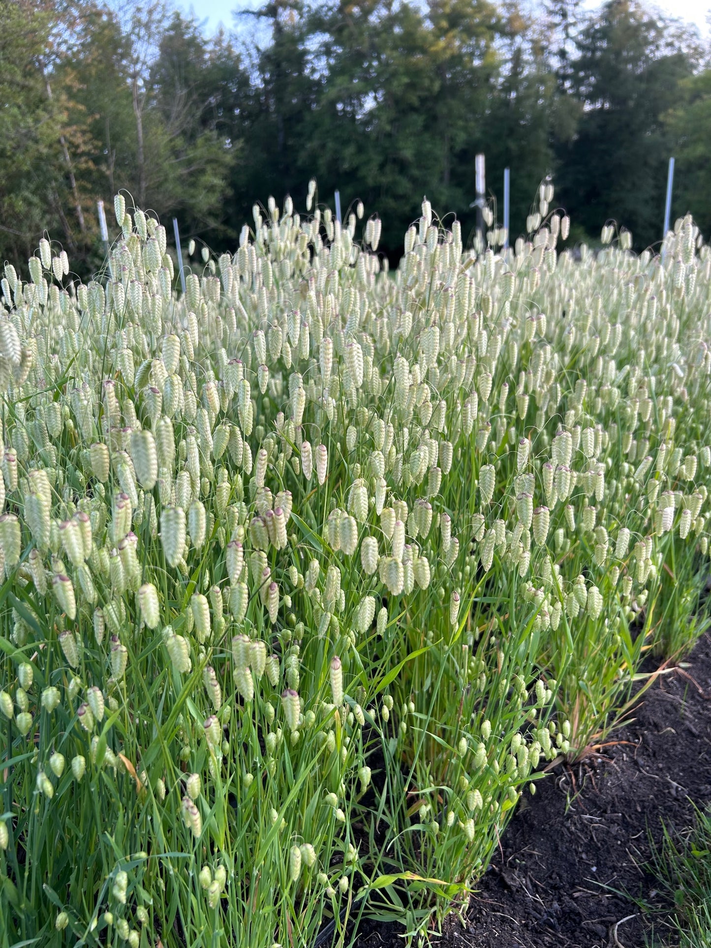 Quaking Grass
