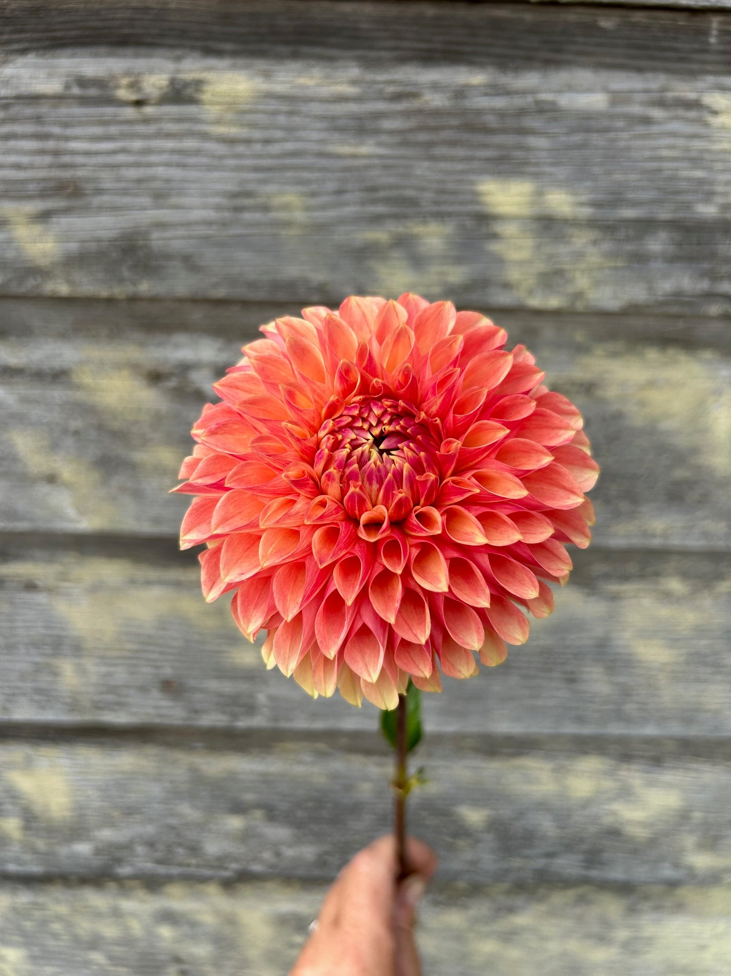 KA's® Desert Rose - LIMIT 1