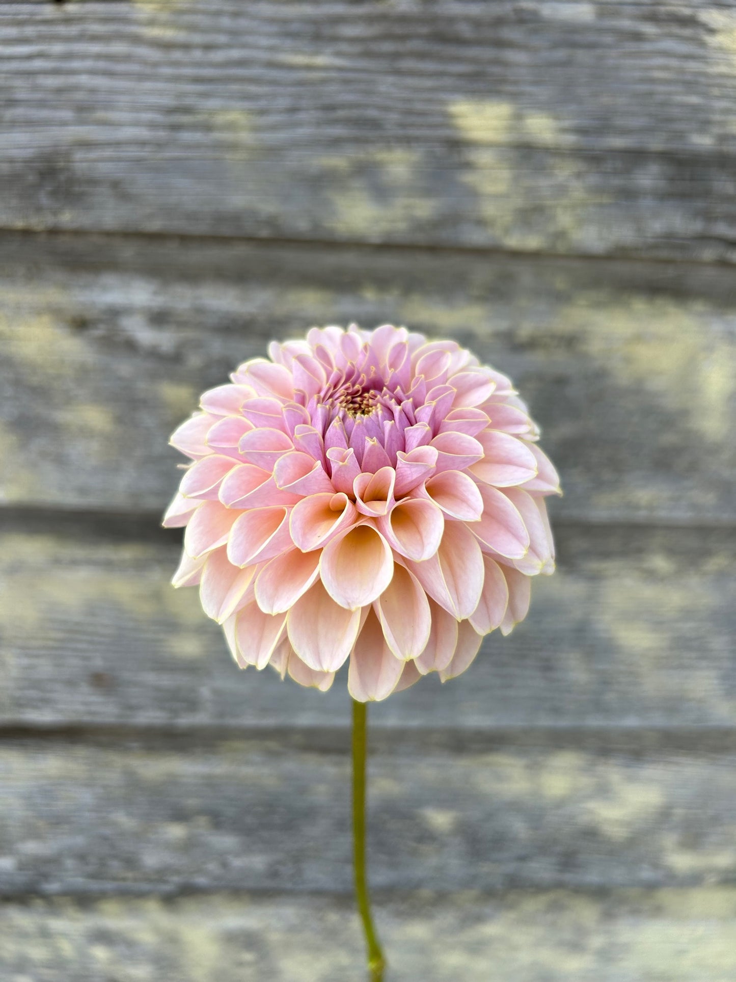 KA's® Cinder Rose- LIMIT 1