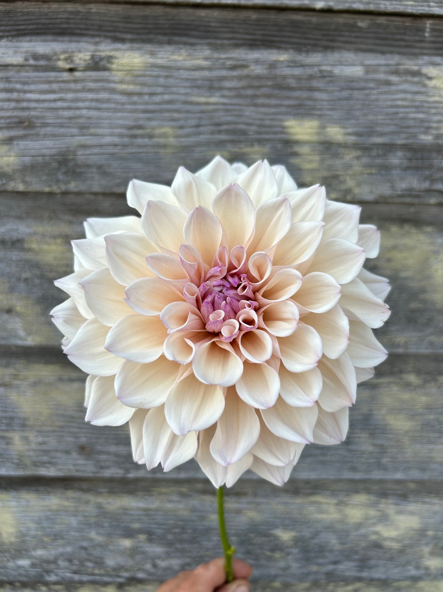 KA's® Pearl - LIMIT 1