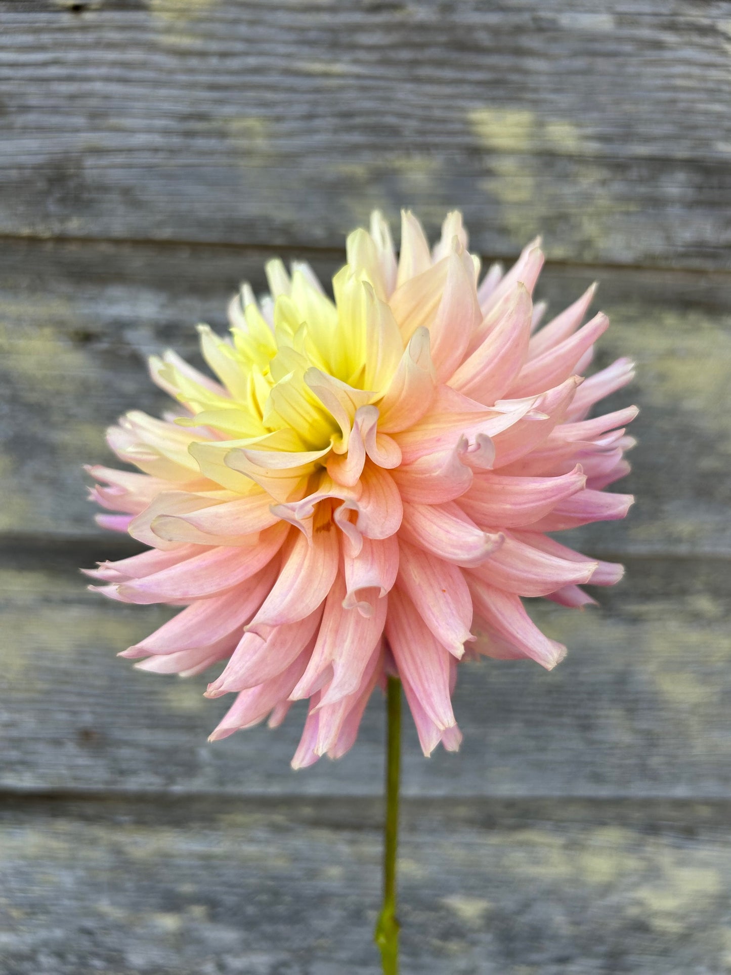 Ferncliff Cameo - LIMIT 1