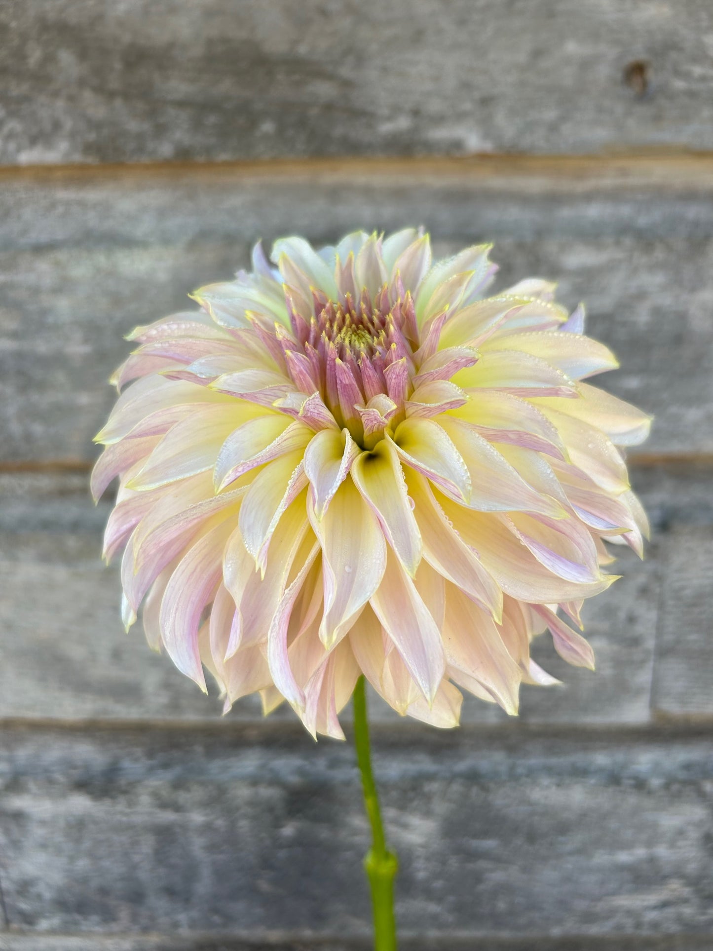 KA's® Champagne - LIMIT 1