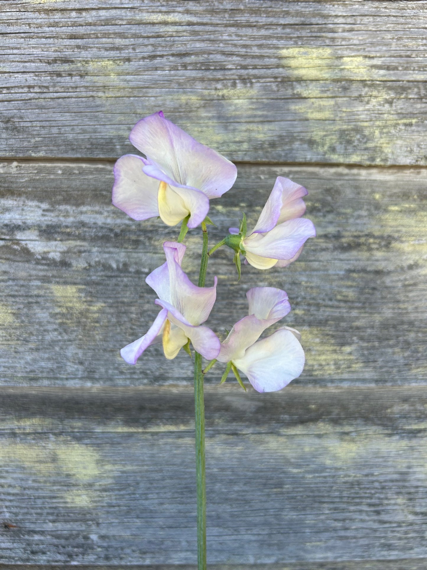 Sweet Pea - High Scent