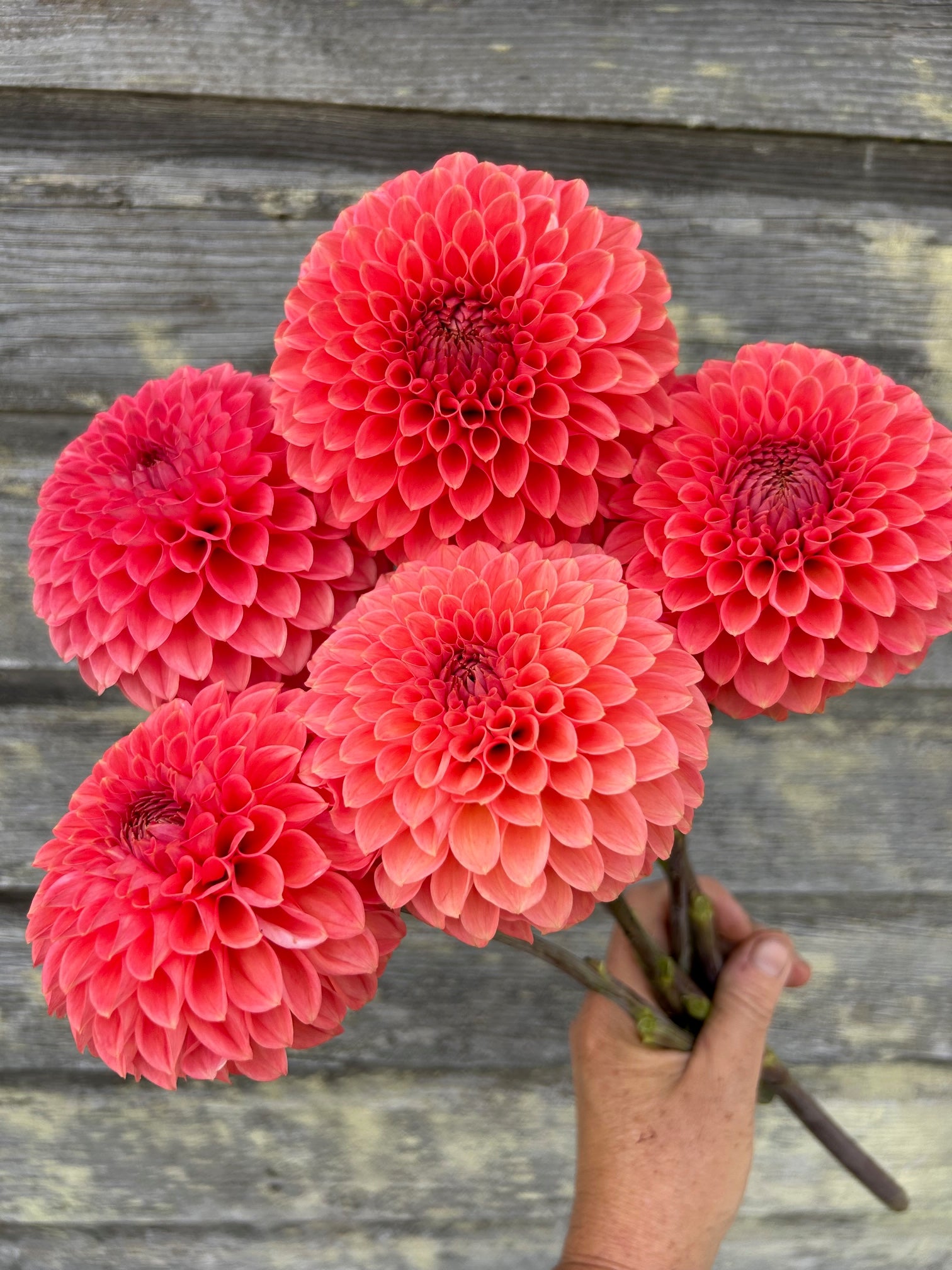 parkland flower seeds Parkland Tribute
