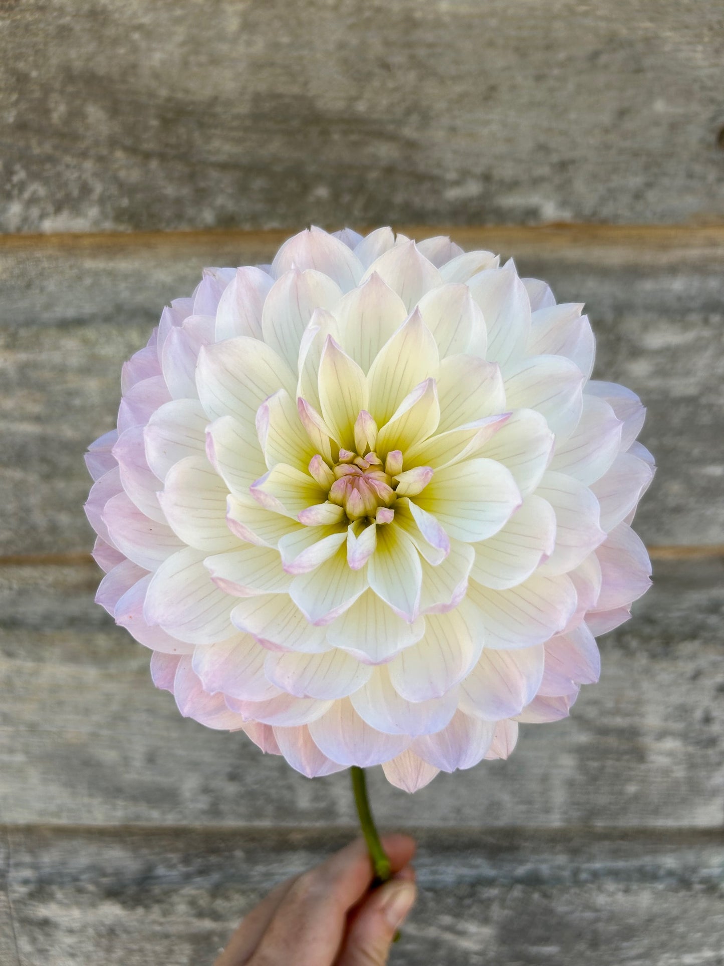 Hollyhill Lilibet - LIMIT 1