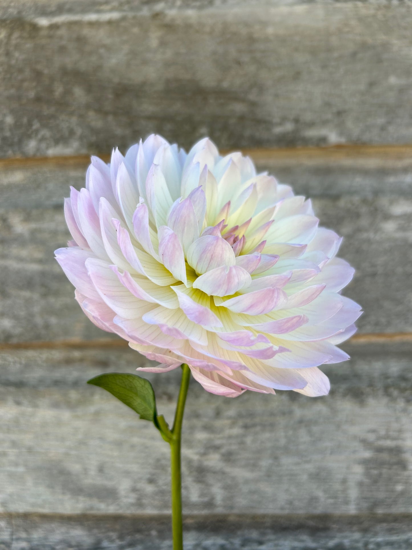 Hollyhill Lilibet - LIMIT 1