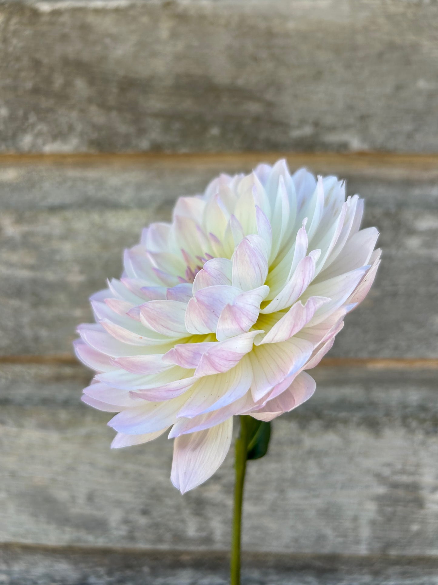 Hollyhill Lilibet - LIMIT 1