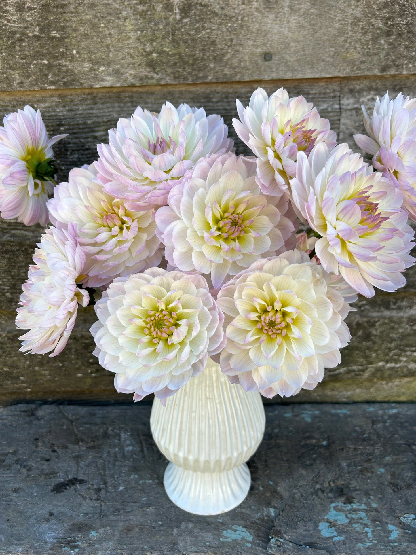 Hollyhill Lilibet - LIMIT 1