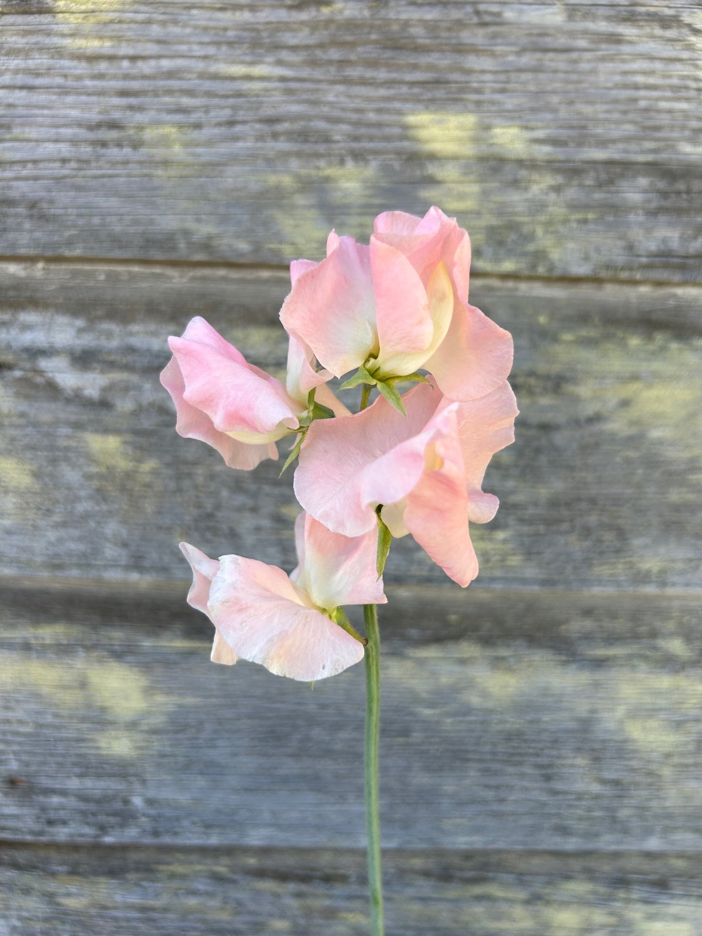 Sweet Pea - Castlewellan