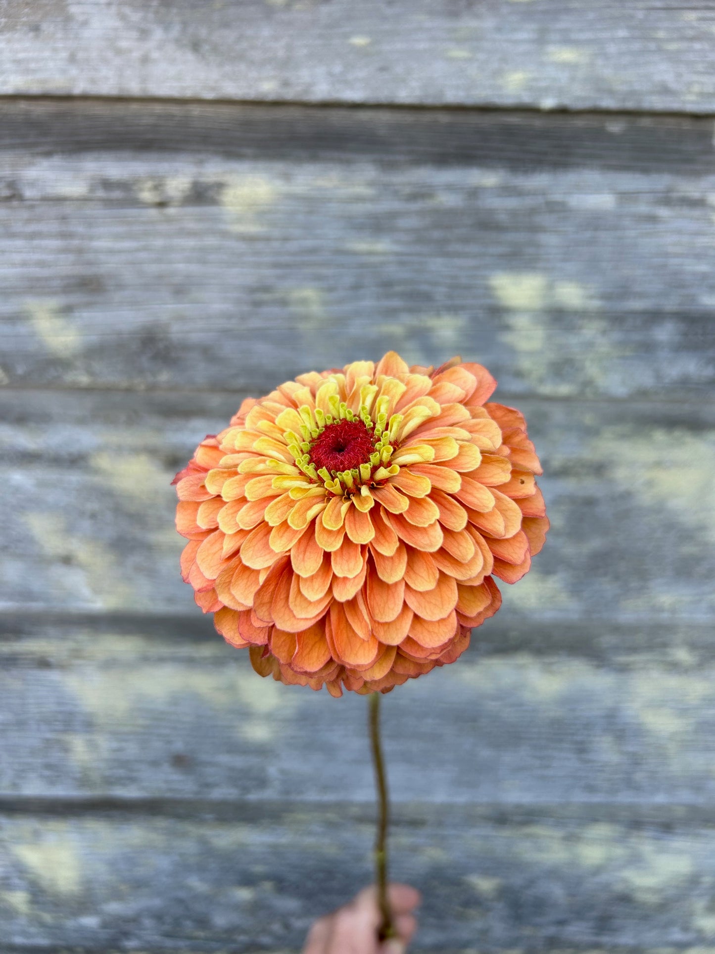 Zinnia - Queeny Lime Orange