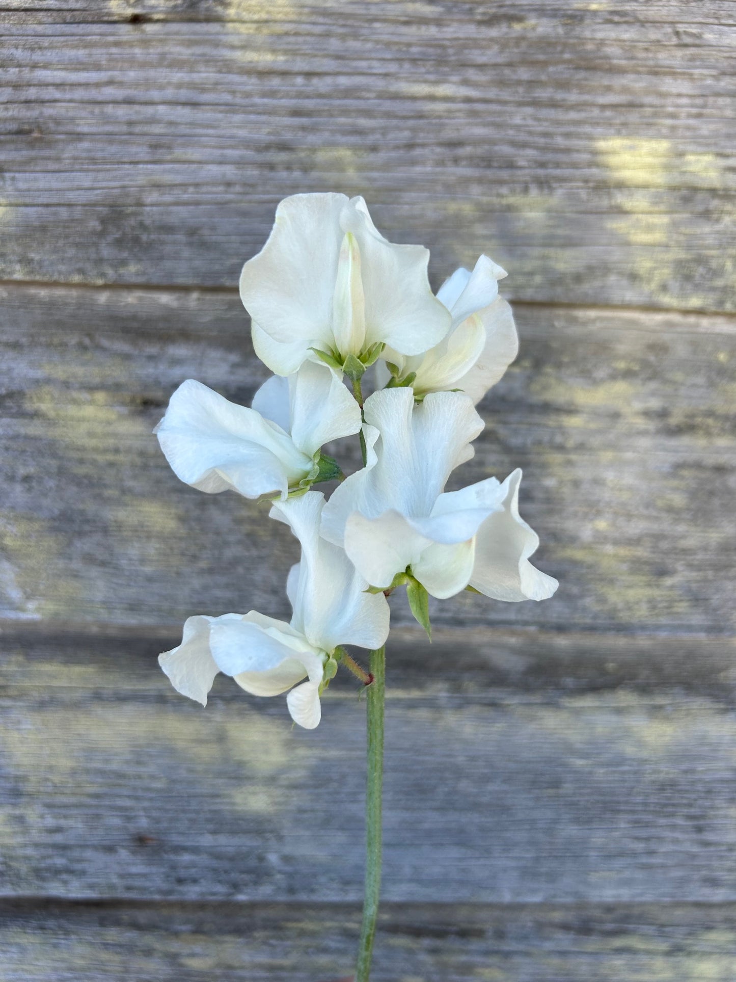Sweet Pea - Wild Swan