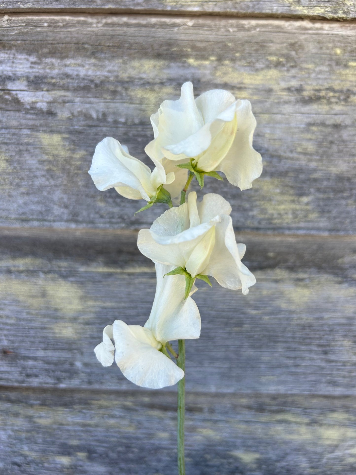 Sweet Pea - Clotted Cream