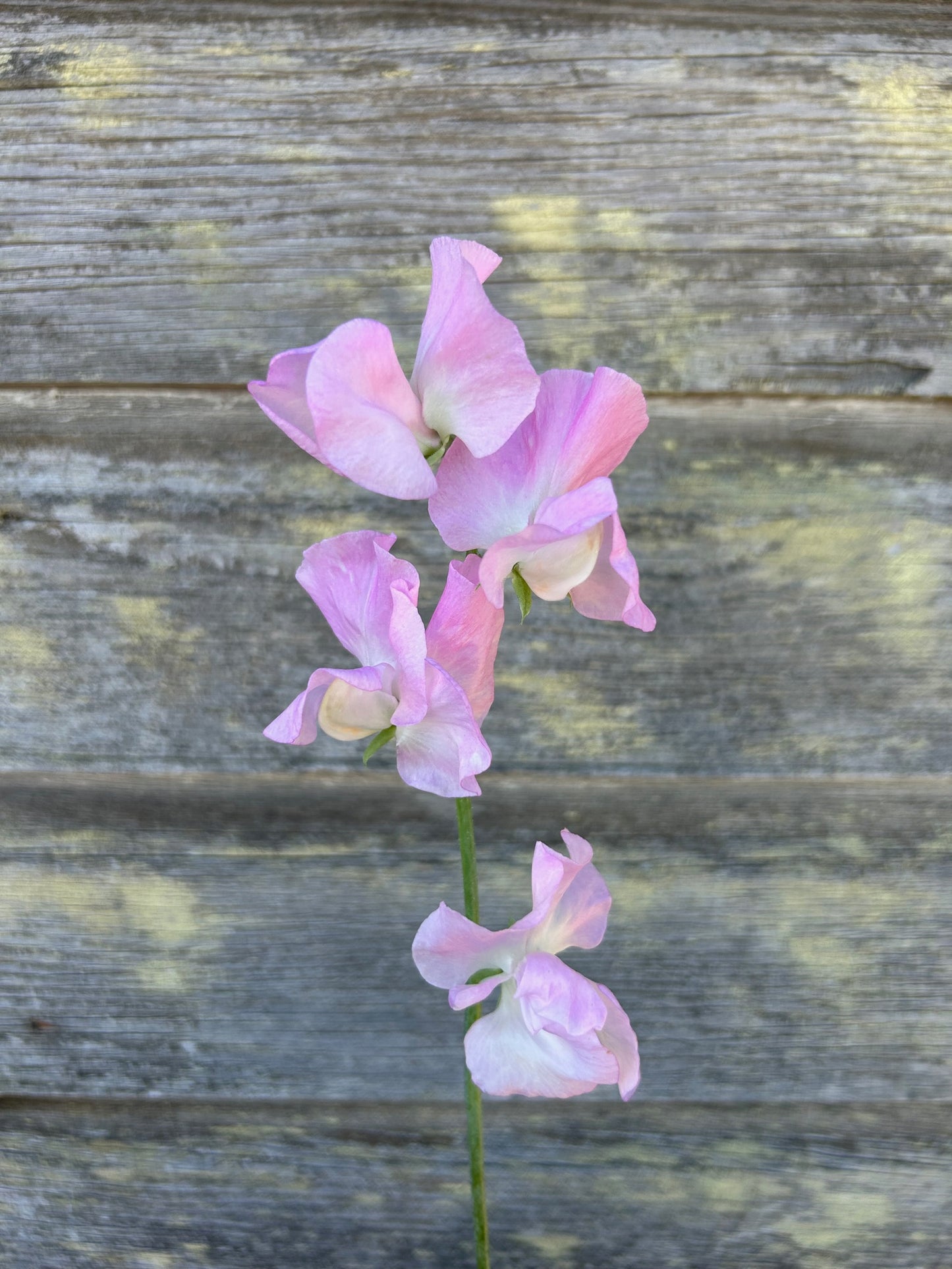 Sweet Pea - Winter Sunshine Opal