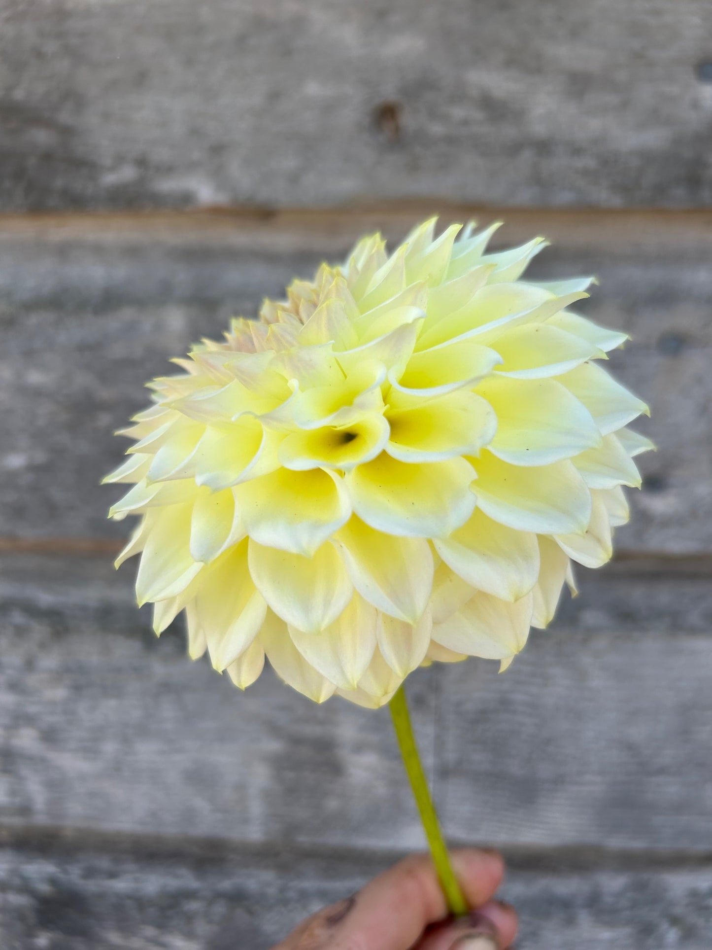 Cream Diane - LIMIT 1